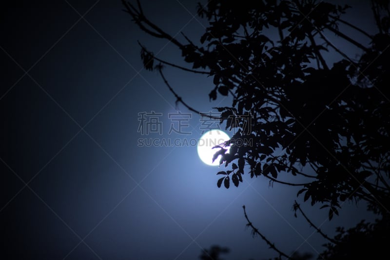 户外,天空,夜晚,自然,枝,月亮,地形,在之后,背景,宁静