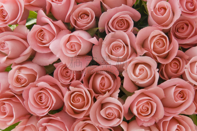 玫瑰,粉色,givenchy rose,barbara bush rose,青尼罗河玫瑰,巫毒教玫瑰,henry fonda rose,温德拉玫瑰,audrey hepburn rose,巴伦西亚玫瑰