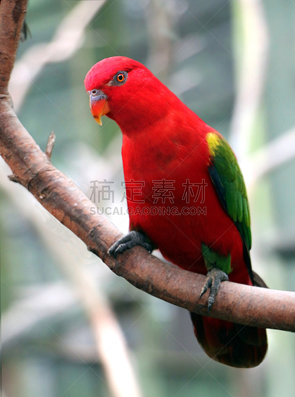 鸟类,红色,枝,自然,垂直画幅,美,野生动物,可爱的,长尾鹦鹉,美人