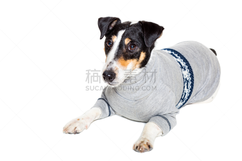 福克斯猎狐犬,工作室,分离着色,摆拍,白色背景,正装照片,喜剧演员,狐狸,正面视角,美