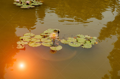 半成熟乳酪.,星和园,夏南瓜,花卉花环,水,美,水平画幅,无人,户外,湖