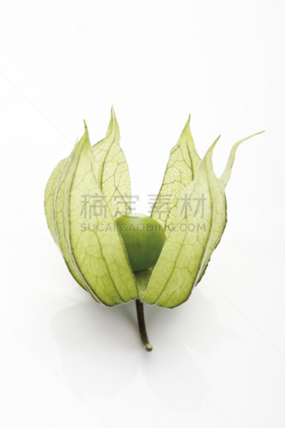 酸浆属,水果,未成熟的,灯笼果,红菇娘,醋栗,顺势医学,垂直画幅,无人,异国情调