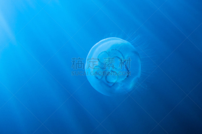 阳光光束,幽浮水母,自然,水,水平画幅,蓝色,有毒生物体,水下,日本海或东海,偏远的