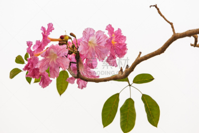 小号,粉色,紫薇科树,自然,水平画幅,绿色,无人,园艺,植物,一年生植物