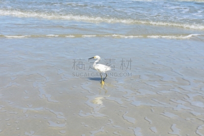 天空,海滩,太阳,苍鹭,白昼,大白鹭,蓝色,雪,水