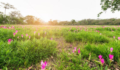 郁金香,泰国,田地,尤脑香科树,姜黄,公园,水平画幅,无人,植物,灌木