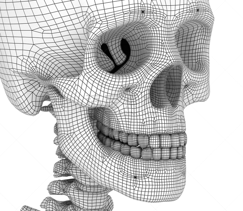 人头骨,准确,绘画插图,分离着色,人类骨架,三维图形,生物学,侧面,插座,贪欲