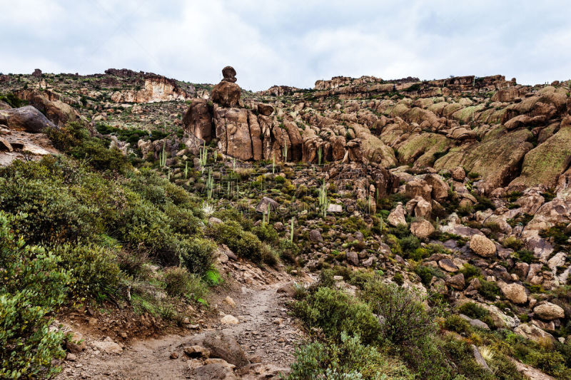 沙漠,亚利桑那,美国,地形,tonto national forest,萨挂诺仙人掌,菲尼克斯市,凤凰,干旱,环境