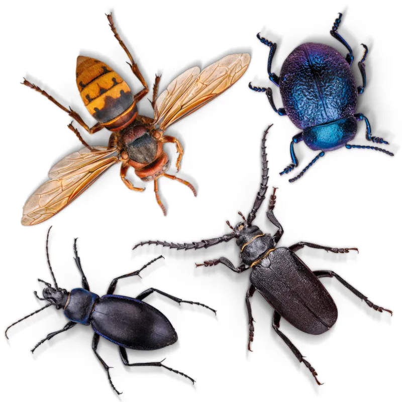 昆虫 白色 甲虫 黄蜂 自然 野生动物 蓝色 白色背景 动物身体部位 野外动物图片素材下载 稿定素材