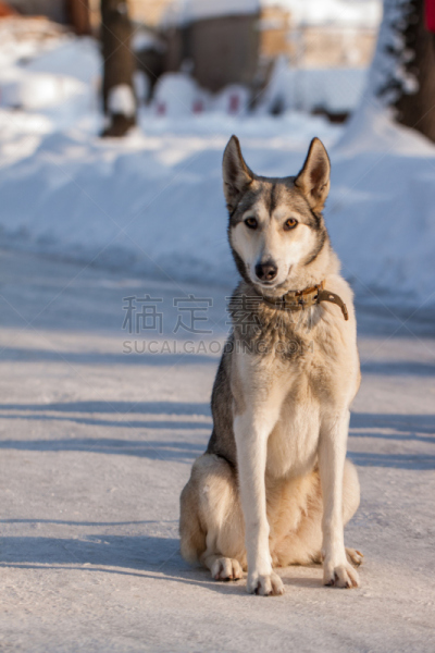 莱卡犬,自然,垂直画幅,纯种犬,雪,动物耳朵,动物身体部位,户外,雪堆,一只动物