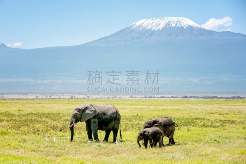 乞力马扎罗山,象,肯尼亚,家庭,葡萄树枫木,新的,水平画幅,食草动物,巨大的,野外动物