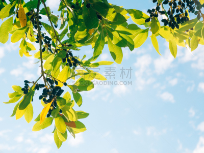 月桂花冠,叶子,浆果,野外动物,月桂树叶,樟脑树,月桂树,双耳罐,天空,美