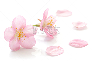 花瓣,亚洲樱桃树,樱花,脆弱,花头,自然界的状态,柔和,华丽的,植物学,大特写
