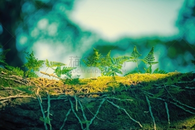 苔藓,地衣,树干,太阳,寄生植物,天空,公园,水平画幅,枝繁叶茂,无人