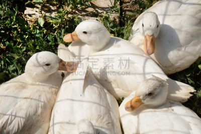 白色鸣叫鸭,动物围栏,水平画幅,小的,家畜,无人,鸟类,阴影,白色,鸭子