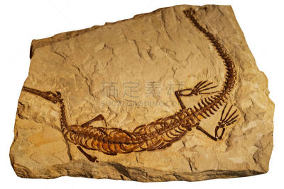 化石,过去,爬行纲,岩石,devonian,更新世时期,地质学家,动物骨骼,侏罗纪,水平画幅