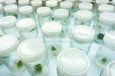 实验室,微生物,生物科技,水平画幅,微生物学,科学实验,科学,架子,生物学,技术