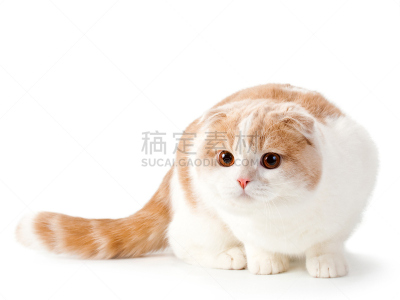 纯种犬,苏格兰折耳猫,小猫,格鲁曼f-14,白色,宠物,白色背景,图像,猫,折叠的