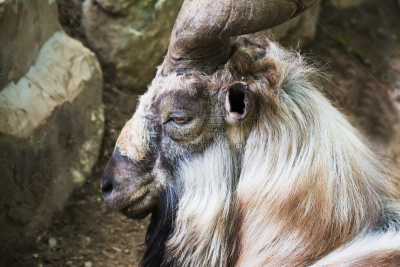markhor,侧面视角,动物头,雄鹿,公园,阿富汗,水平画幅,侧面像,动物身体部位,野外动物