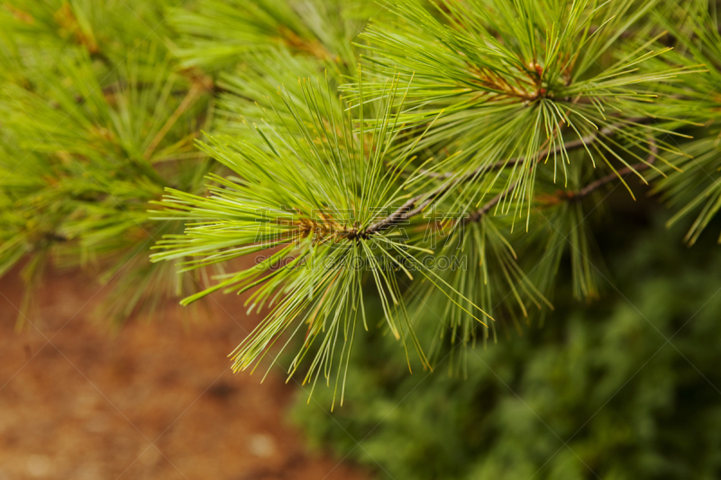 背景,松树,阿尔卑斯枞树,水平画幅,无人,加州红杉,lacebark pine,杰弗里松木,花旗松,常绿树