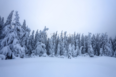 纹理效果,雪花,雾,霜,雪,背景,森林,杉树,树,站
