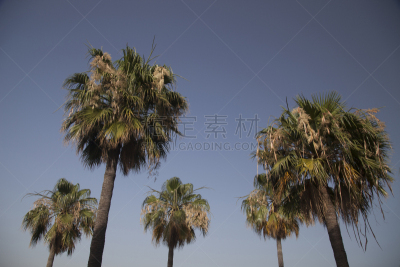 棕榈树,椰子树,天空,美,气候,水平画幅,枝繁叶茂,无人,夏天,户外