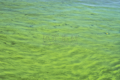 第聂伯河,有包装的,藻青菌,光合作用,自然,式样,水平画幅,无人,欧洲,夏天