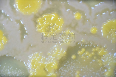 微生物学,细菌,盘子,大群动物,身份,安全的,传媒,科学实验