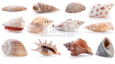贝壳,反差,自然,美,鹦鹉螺,水平画幅,纹理效果,钙,软体动物,海洋