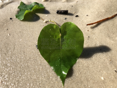 牵牛花,叶子,有蔓植物,心型,水平画幅,沙子,茄科双子叶植物,情人节,户外,卷须