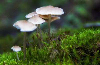 自然,蘑菇,森林,自然美,生物学,草,植物,背景,真菌,夏天