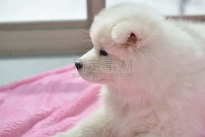 萨摩耶犬,狗,小狗,机敏,水平画幅,智慧,爱斯基摩犬,弹性,阿拉斯加雪橇犬,友谊