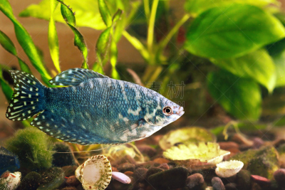 鱼缸,鱼类,绿色,水,植物群,水平画幅,色彩鲜艳,水下,玻璃,动物鳍