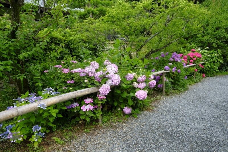 片山,八仙花属,京都府,日本,美,京都市,雨,水平画幅,无人,夏天