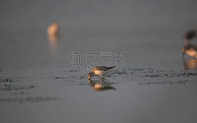 匙形喙矶鹞,濒危物种,并排,防水长靴,野生动物,印度次大陆,黄昏,已灭绝生物,脸朝下,东北方向
