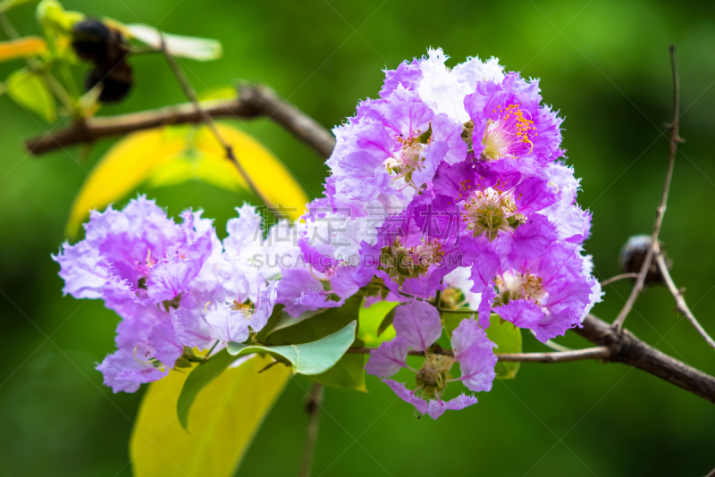 自然,myrtle-beech tree,千屈菜科,crepe myrtle tree,美,水平画幅,无人,泰国,白色