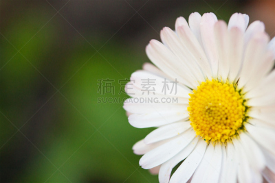 自然,绿色,抽象,黄色,雏菊,背景,美,芳香的,水平画幅,无人