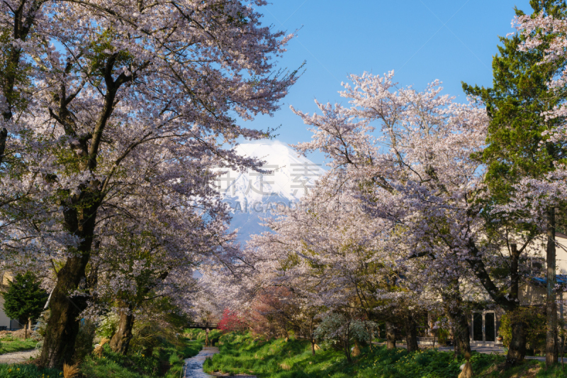 富士山,樱桃树,吉野,富士箱根伊豆国立公园,山梨县,樱花,天空,美,里山,休闲活动