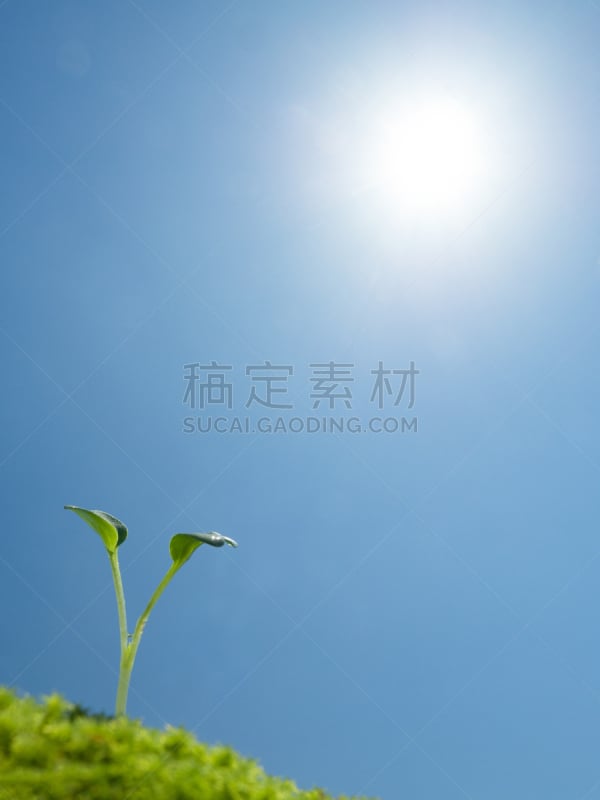 秧苗,垂直画幅,子叶,无人,蓝色,夏天,特写,活力,春天,植物