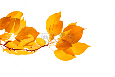 秋天,黄色,叶子,浅的,前景聚焦,自然,水平画幅,无人,色彩鲜艳,户外