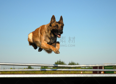 牧羊人,比利时玛伦牧羊犬,水平画幅,无人,哺乳纲,友谊,宠物,运动,比利时,动物