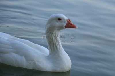 湖,白色,天鹅,宁静,鸭子,水,美,颈,水平画幅,优美