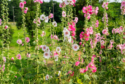 蜀葵,植物,水平画幅,无人,日本,风景,夏天,粉色,特写,花瓣