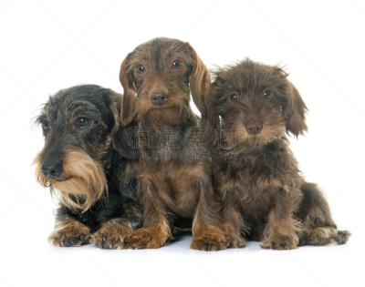 钢毛德国猎犬,家庭,三只动物,褐色,水平画幅,小的,白色背景,兔子,背景分离,雄性动物