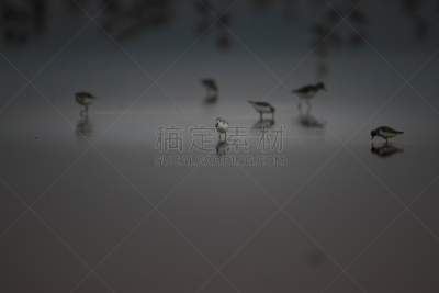 匙形喙矶鹞,已灭绝生物,东北方向,动物,鸟类,河流,白色,自然,红色,冬天