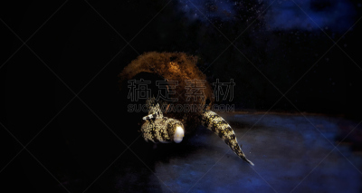 咸水鳗,雪花,雪片状海鳝,环境,野生动物,肖像,蛇,脊椎动物,生物,动物
