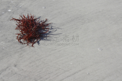 红海草,动物,水,留白,水平画幅,沙子,无人,海港,湿,夏天