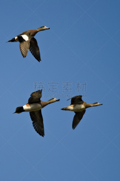 蓝色,三只动物,美国,天空,欧洲野鸭,自然,垂直画幅,褐色,野生动物,野鸭