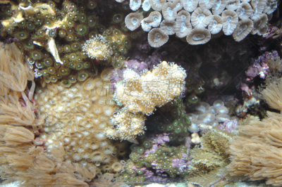 礁石,珊瑚,唱片,柔和,水平画幅,无人,芝加哥市,谢德水族馆,软珊瑚,摄影
