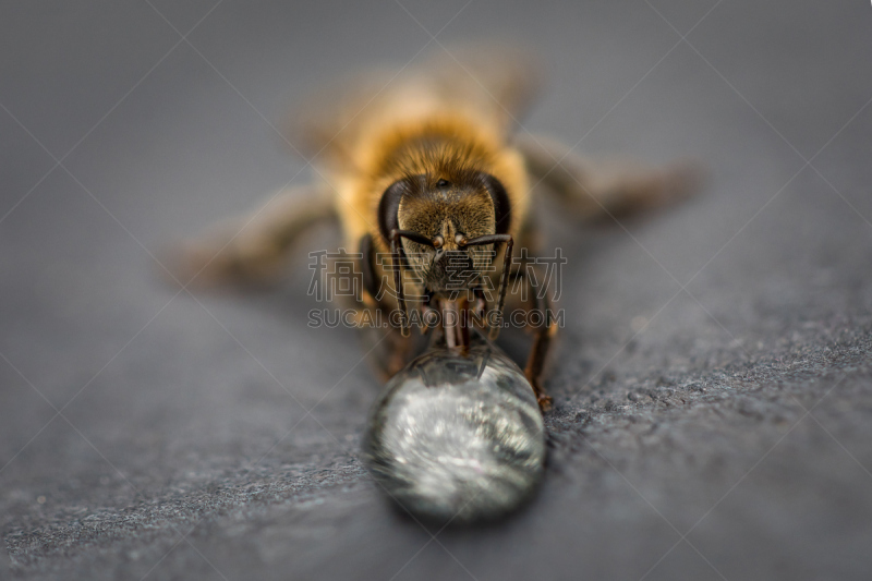 蜜蜂,蜂箱,水滴,蜂蜜,大特写,图像,蜂王浆,伞形科,beekeeper,养蜂